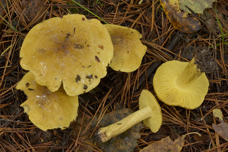 Tricholoma equestre